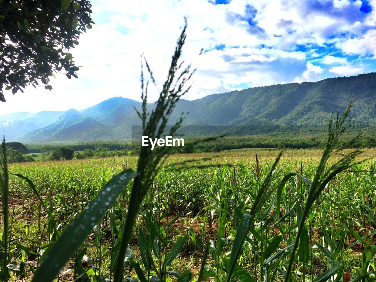 SCENIC VIEW OF MOUNTAINS