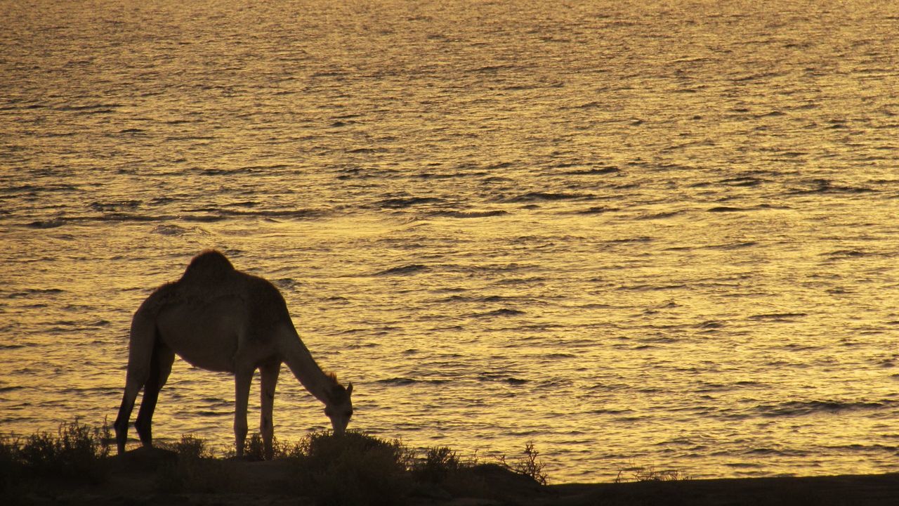 HORSE STANDING ON SHORE