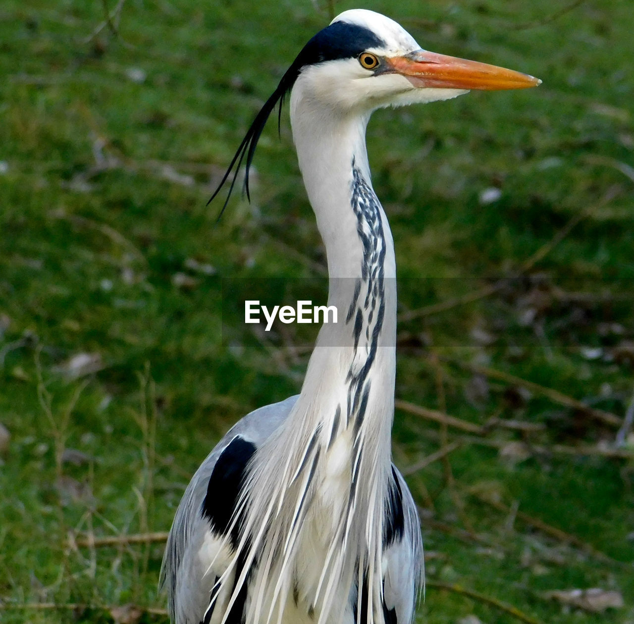 CLOSE-UP OF A BIRD ON A FIELD