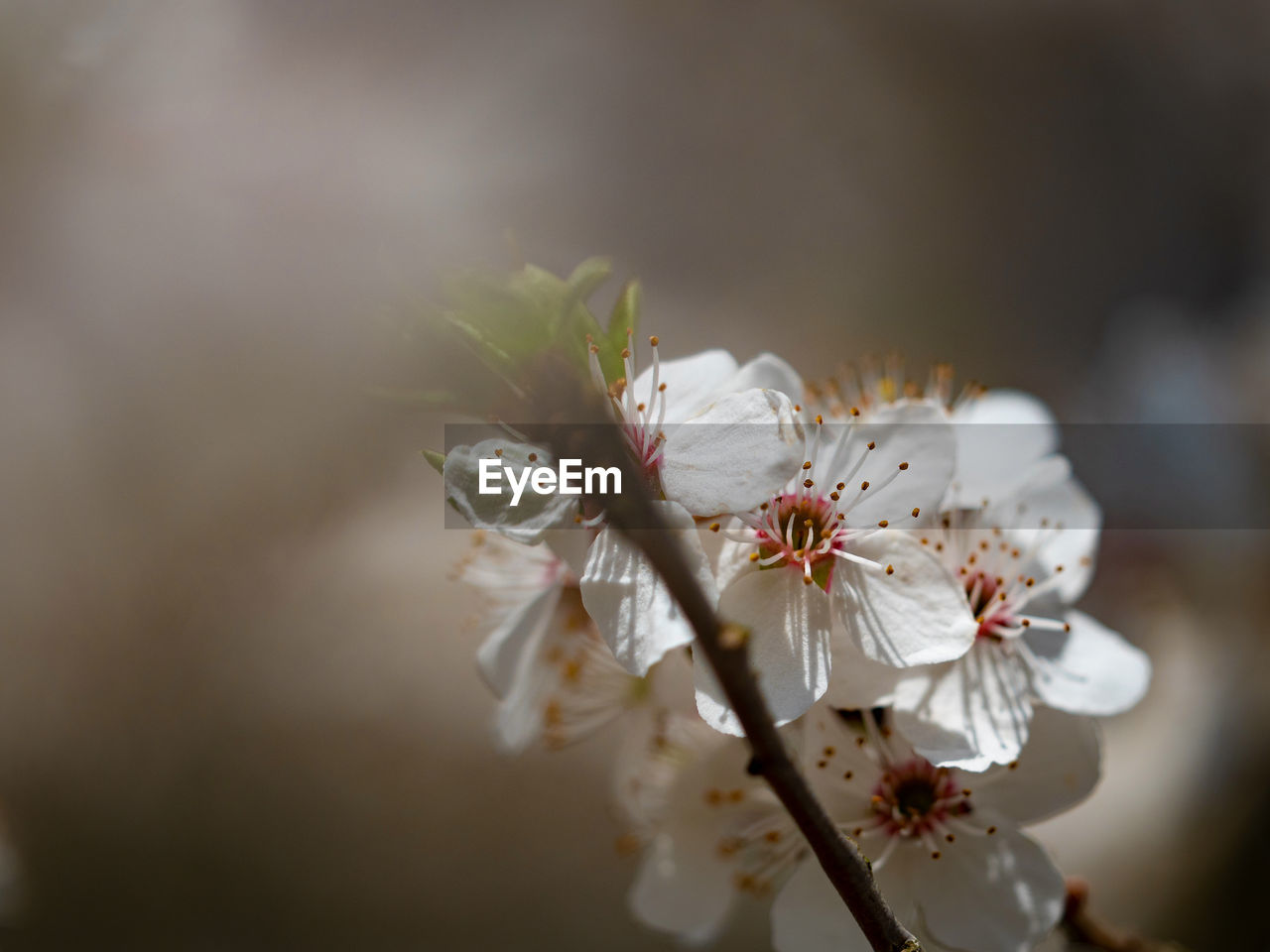 Close-up of white cherry blossom