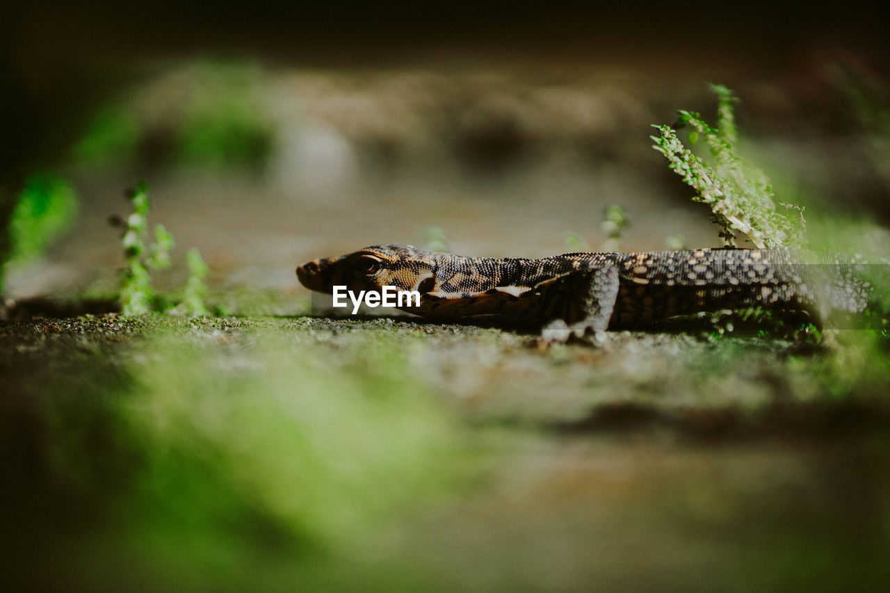 CLOSE-UP OF LIZARD