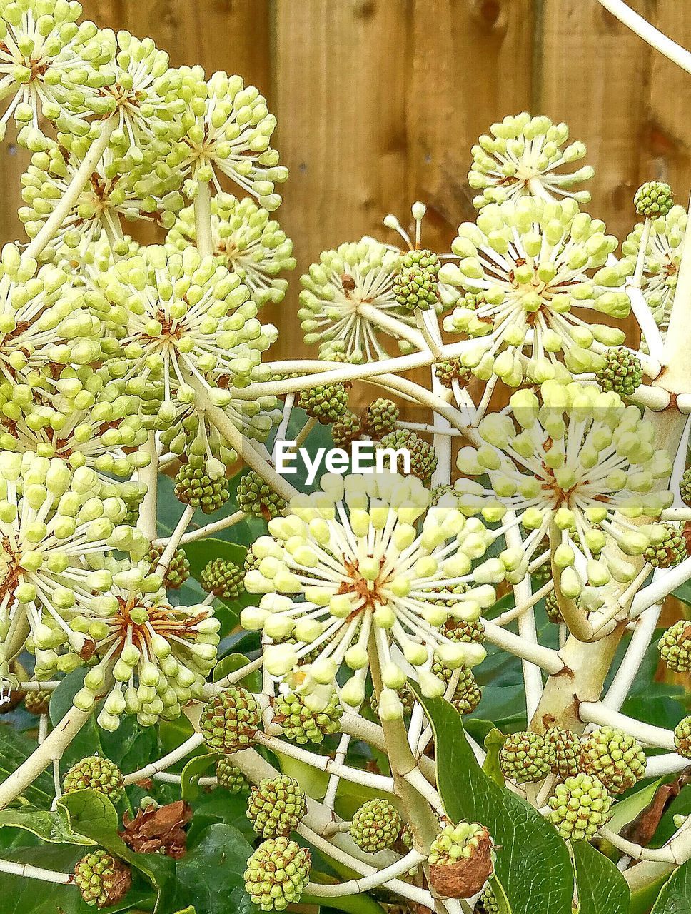 CLOSE-UP OF PLANTS