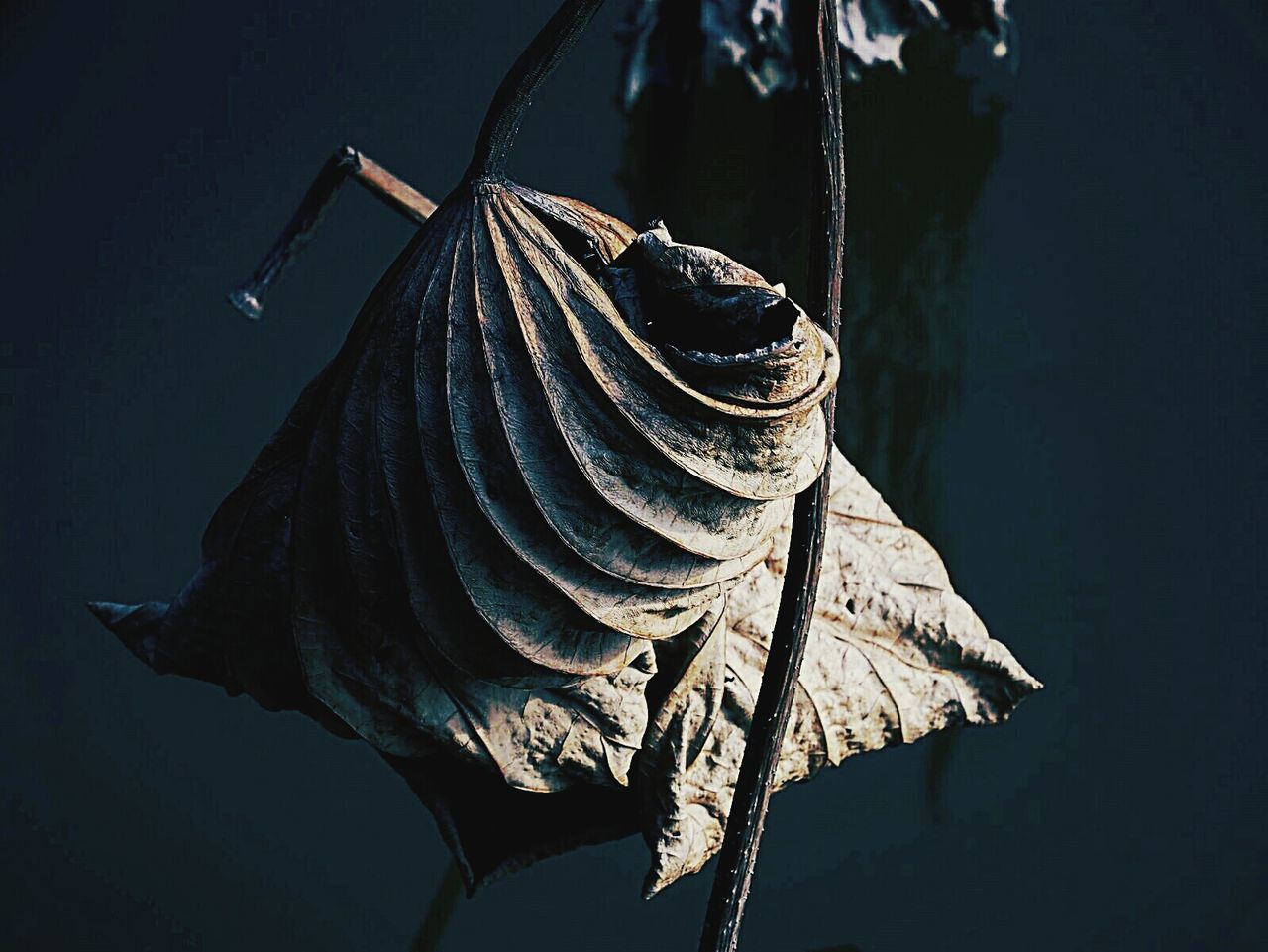 Close-up of dry leaf