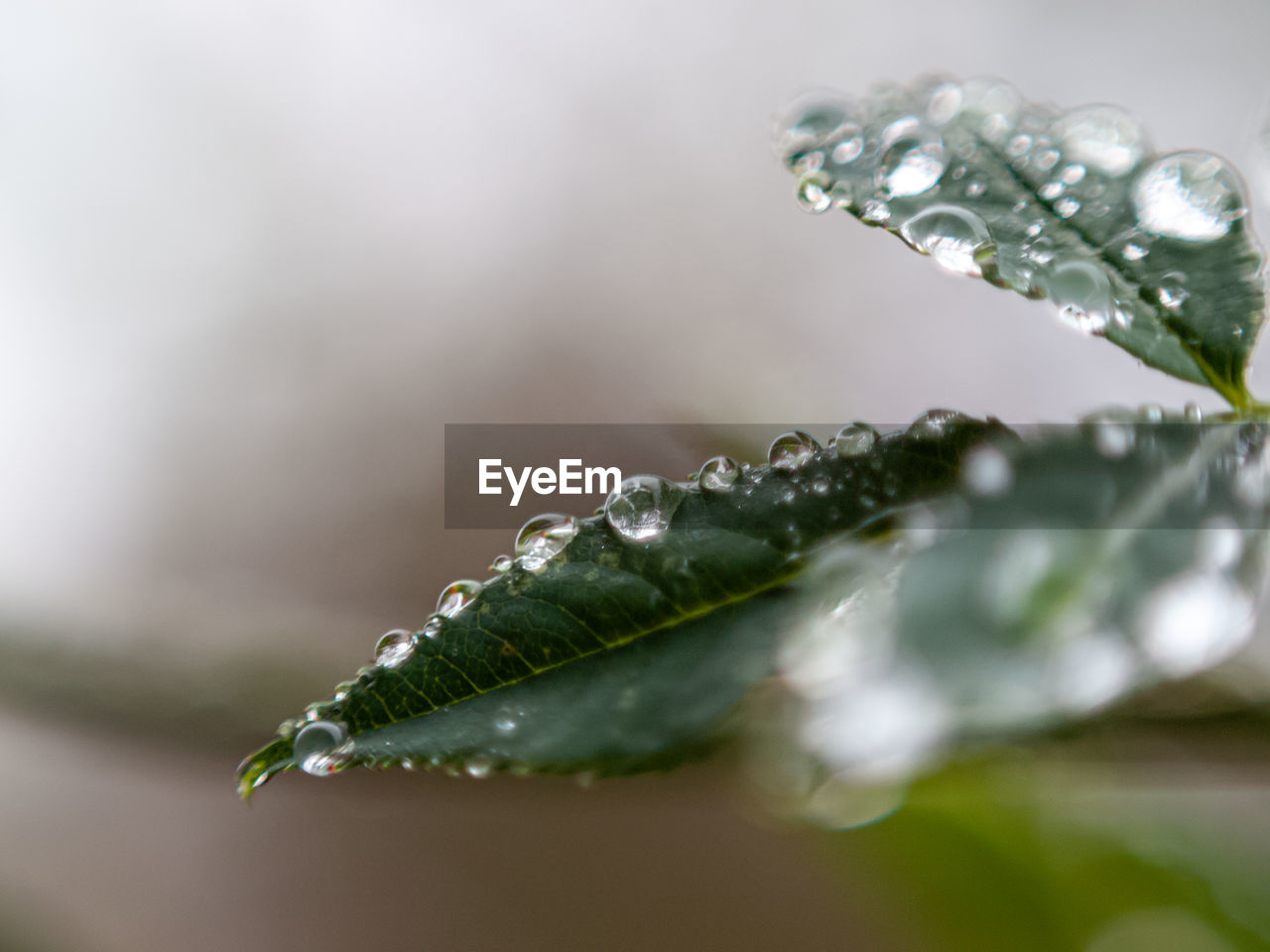 CLOSE-UP OF WET PLANT LEAVES