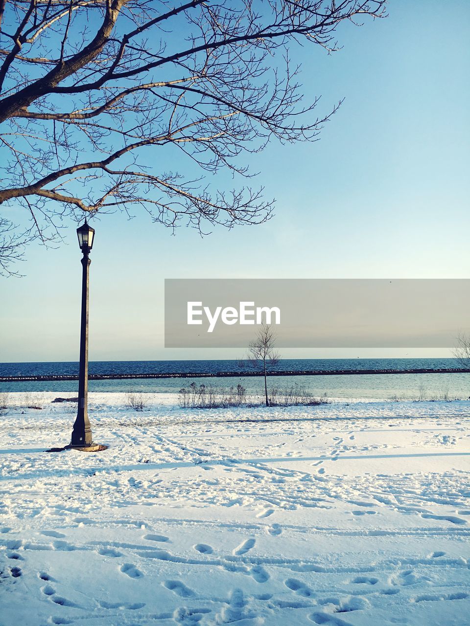 Bare trees on snow covered field