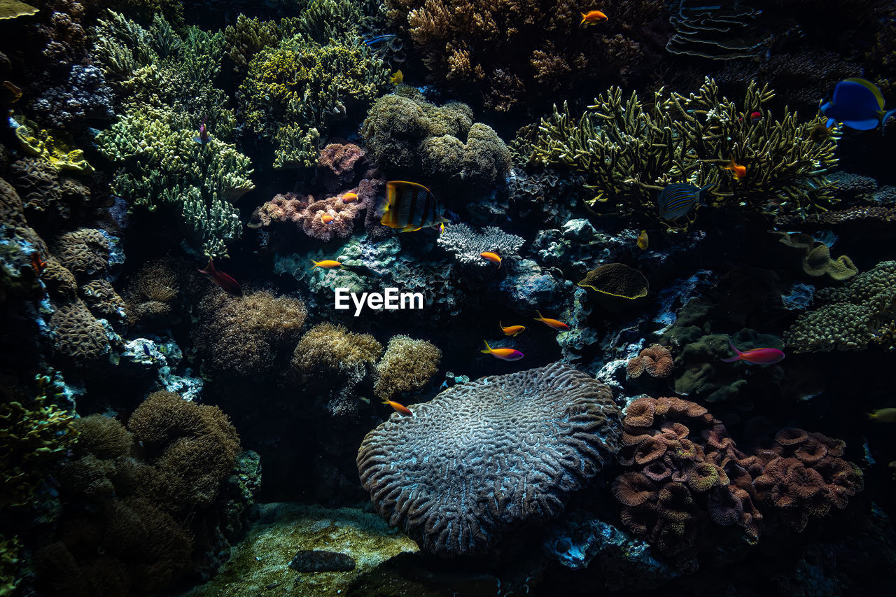 Underwater view, showing marine life, with aquatic plants, fishes, crustaceans, reefs and corals.