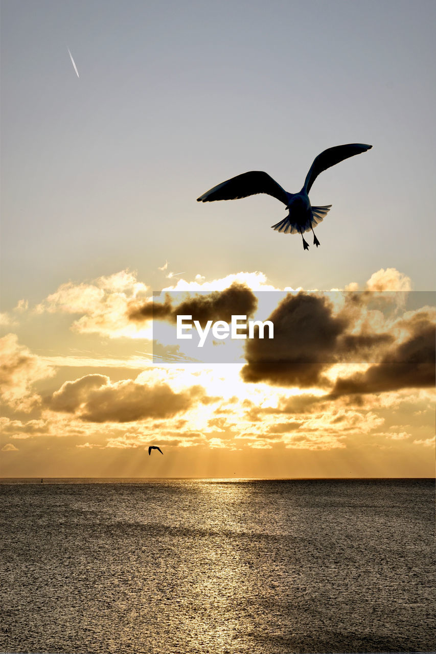 Seagull flying over sea against sky during sunset