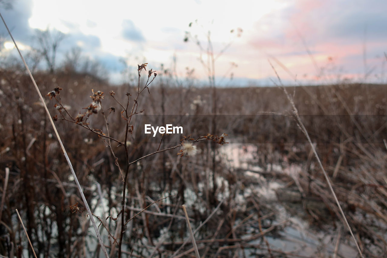 plant, nature, grass, sky, winter, land, tranquility, focus on foreground, environment, no people, landscape, beauty in nature, frost, field, cloud, dry, day, outdoors, autumn, growth, scenics - nature, morning, non-urban scene, prairie, tree, natural environment, selective focus, tranquil scene, close-up, branch, flower, sunlight
