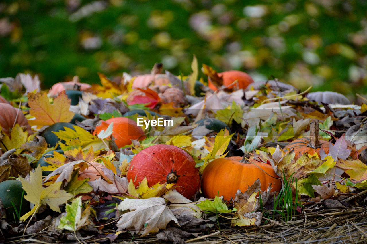 Close-up of pumpkins on field during autumn