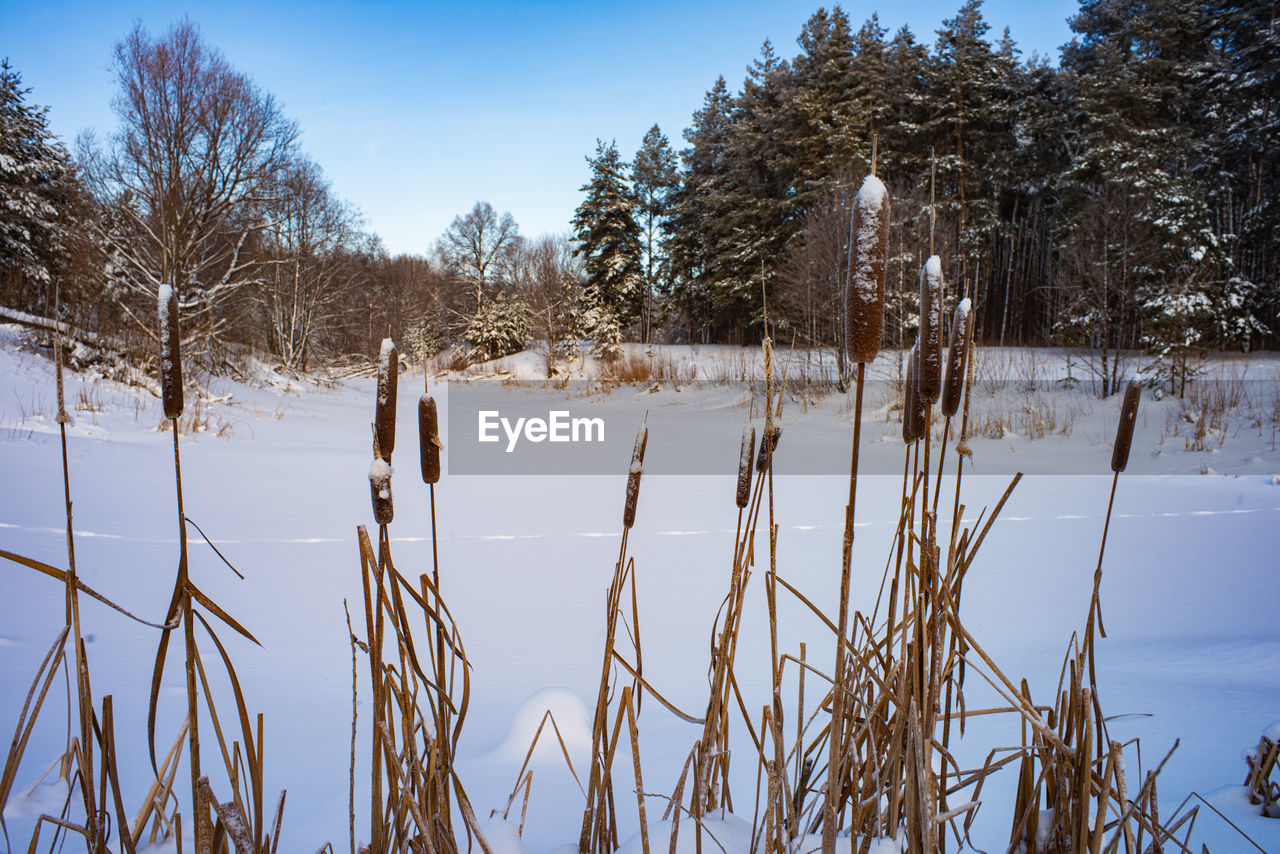 snow, winter, plant, cold temperature, tree, nature, environment, landscape, sky, scenics - nature, beauty in nature, water, land, tranquility, pinaceae, coniferous tree, tranquil scene, pine tree, forest, no people, pine woodland, frost, blue, non-urban scene, frozen, lake, wilderness, grass, day, outdoors, natural environment, woodland, mountain, travel, ice, reflection, freezing, travel destinations, rural scene, white