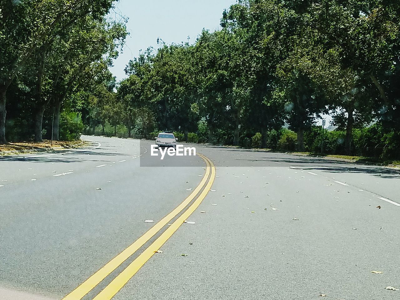 ROAD PASSING THROUGH TREES