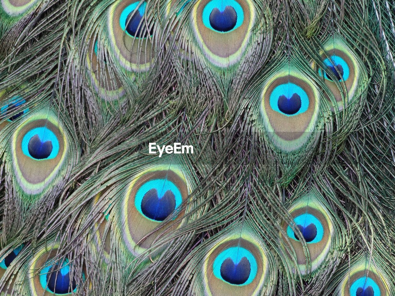 Full frame shot of peacock feathers