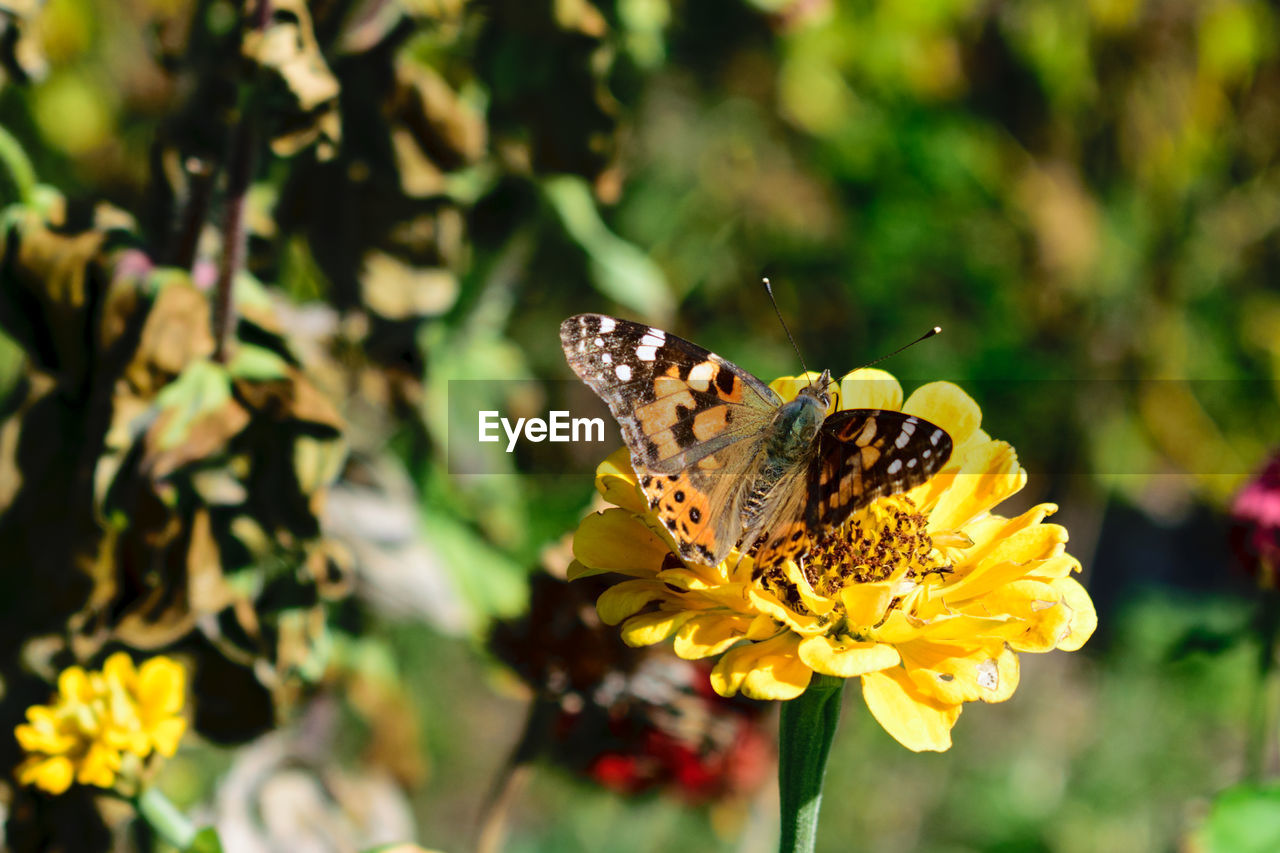 Close-up of butterfly pollinating on yellow flower