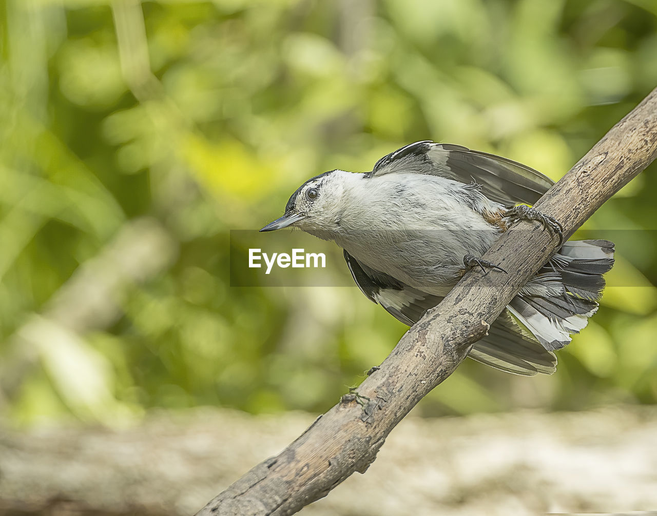 CLOSE-UP OF BIRD PERCHING ON TREE BRANCH