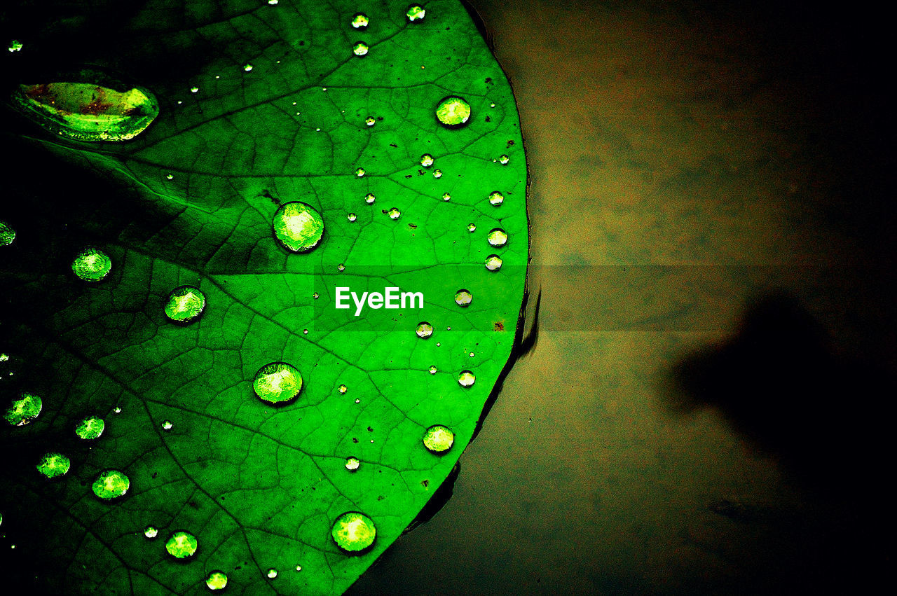 CLOSE-UP OF RAINDROPS ON LEAF