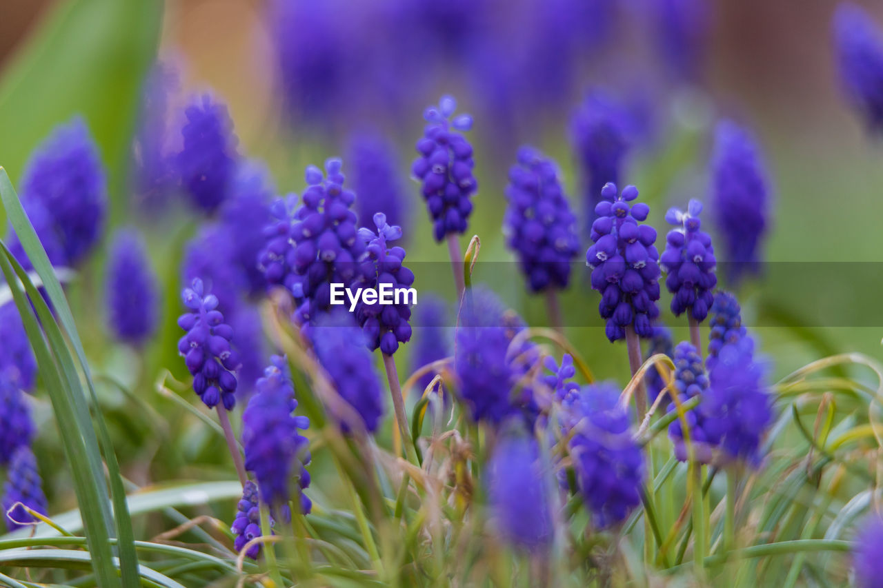 CLOSE-UP OF PURPLE FLOWERING PLANTS