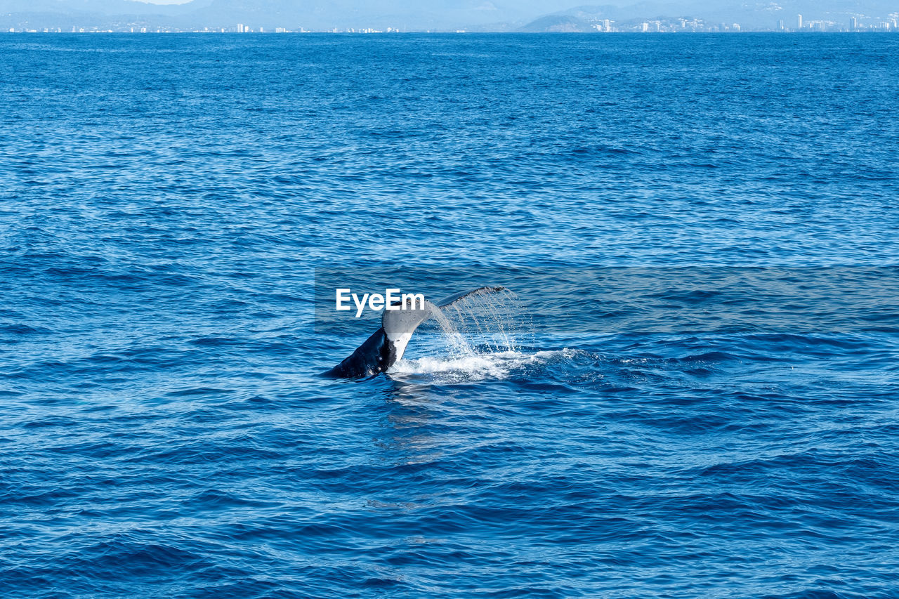 Whale tail fin in ocean against city skyline