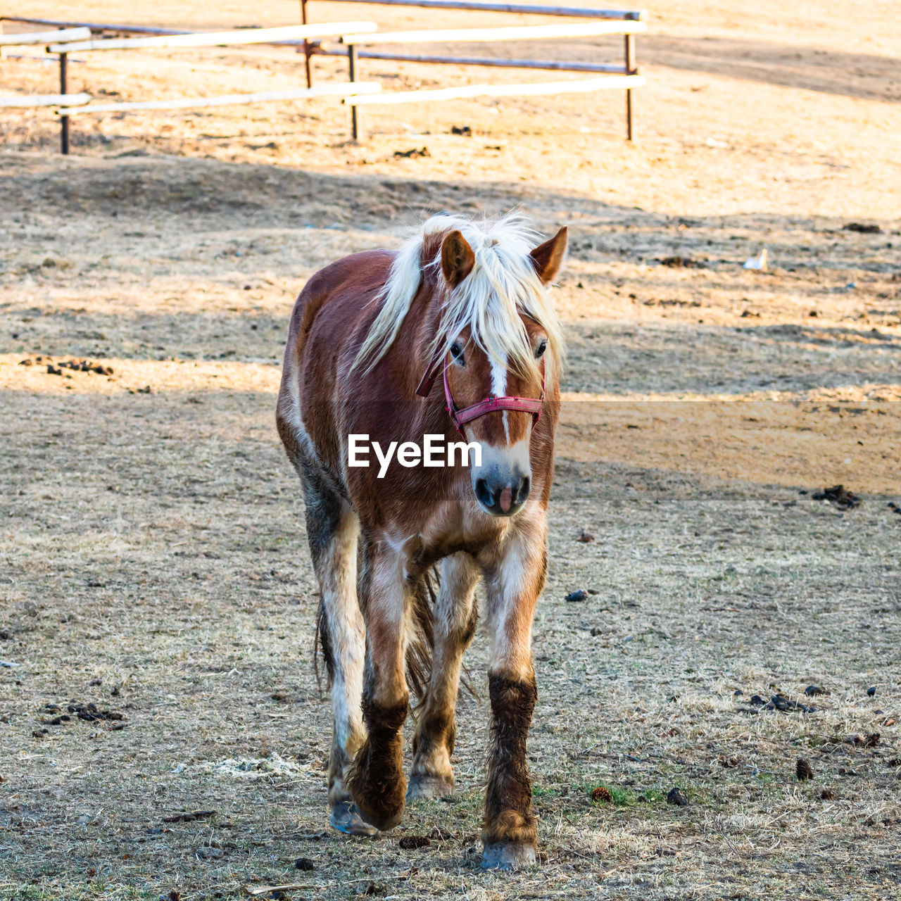 PORTRAIT OF HORSE STANDING IN FIELD