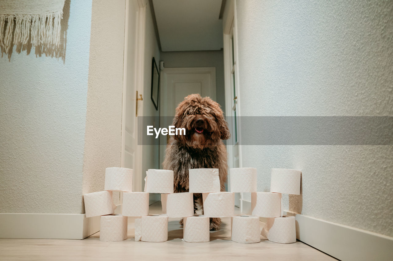 PORTRAIT OF A DOG LOOKING THROUGH OPEN DOOR