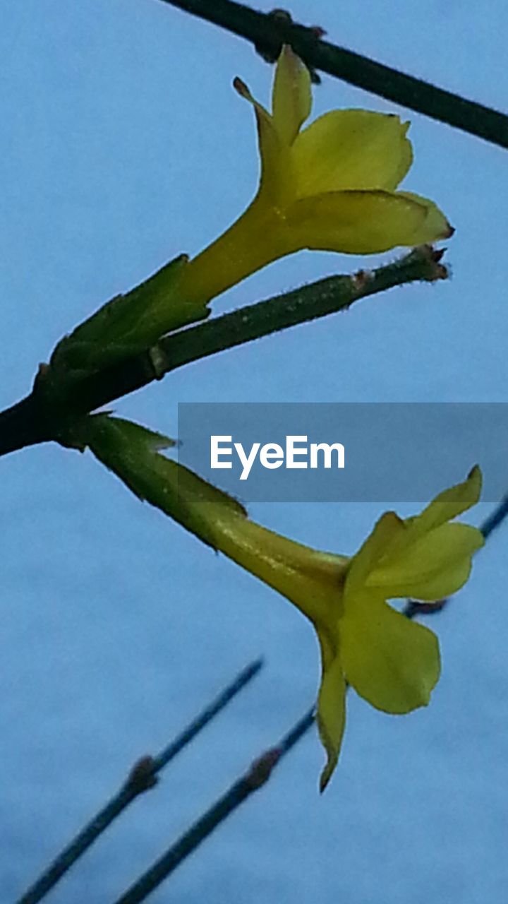 LOW ANGLE VIEW OF GREEN FLOWER AGAINST SKY