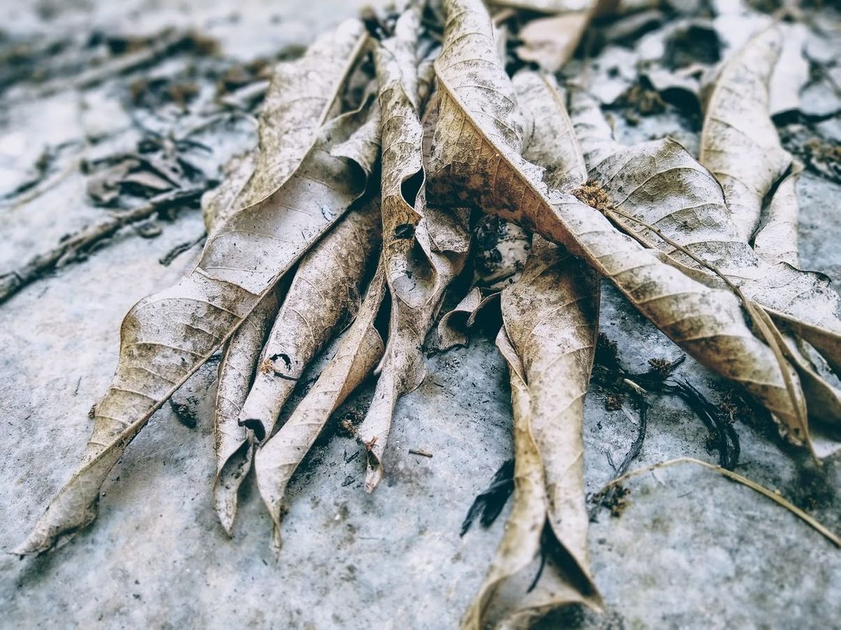 HIGH ANGLE VIEW OF DRIED LEAVES ON PLANT