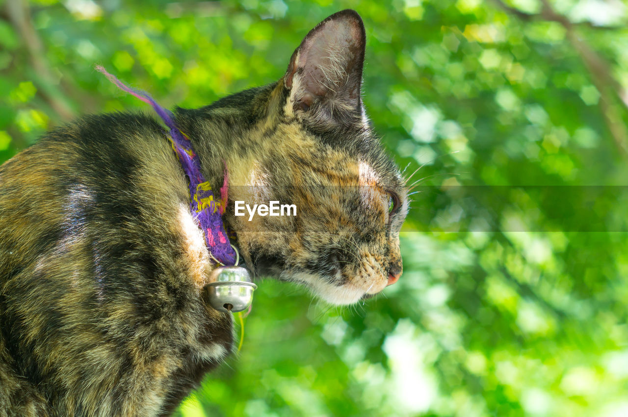 CLOSE-UP OF A CAT ON TREE