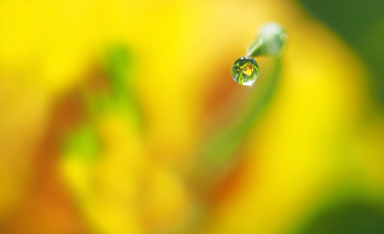 Close-up of wet yellow leaf