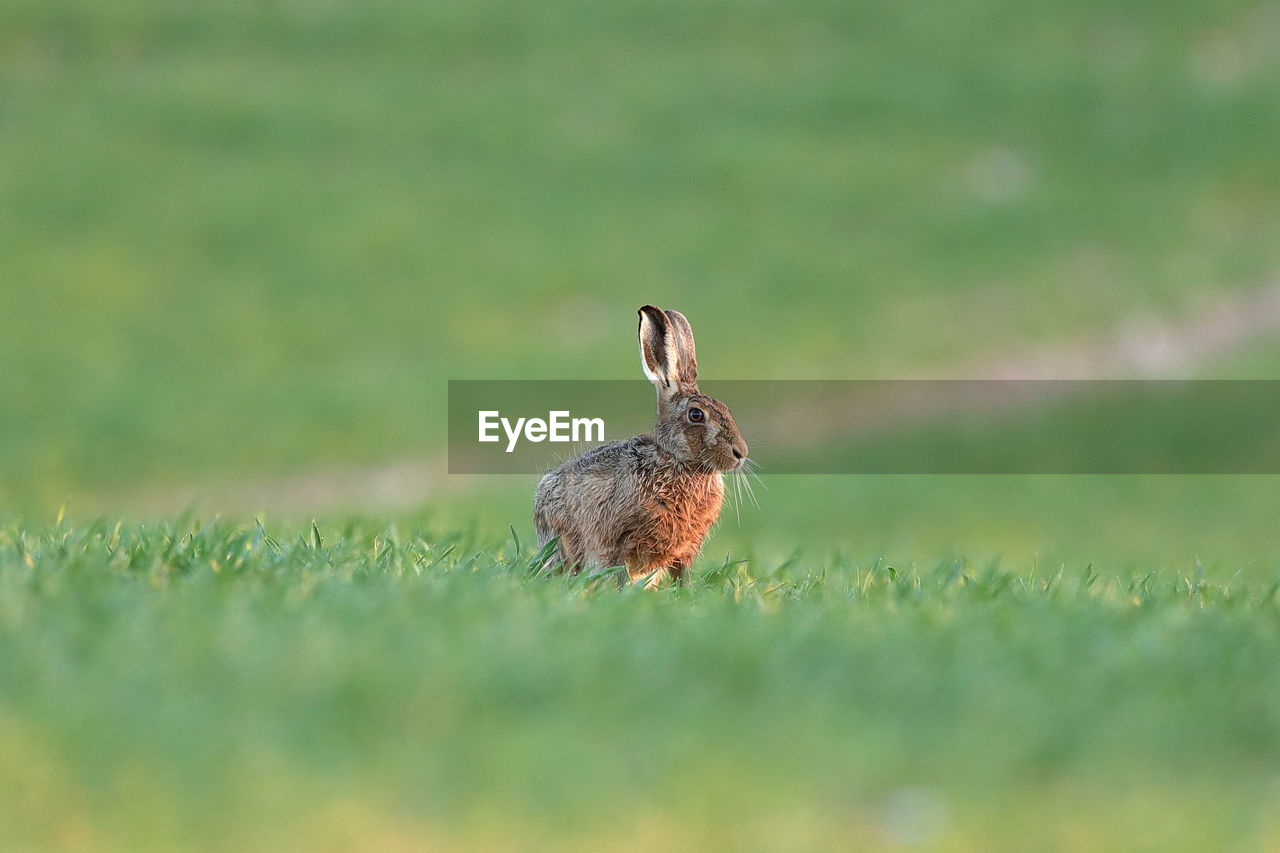 SPARROW ON A FIELD