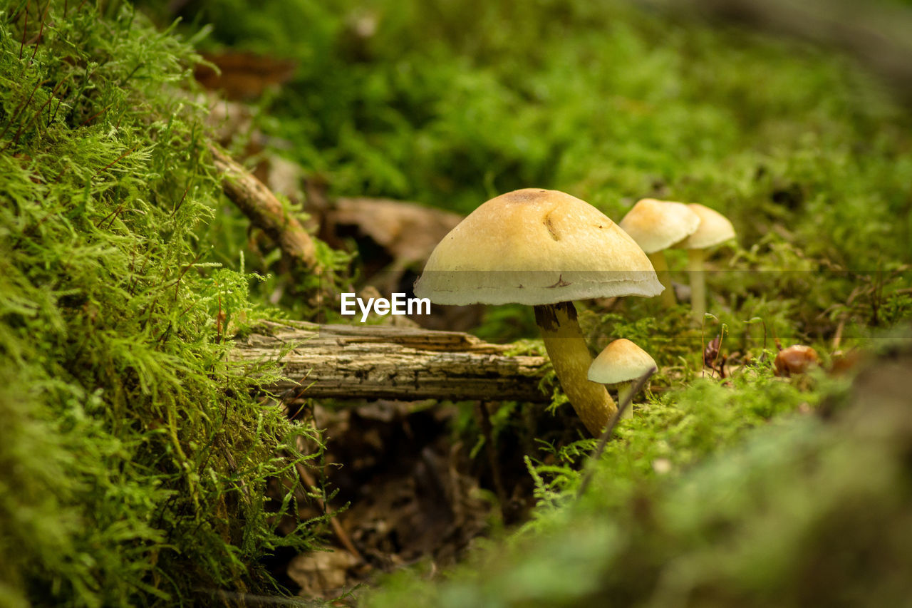 Close-up of mushroom growing on field