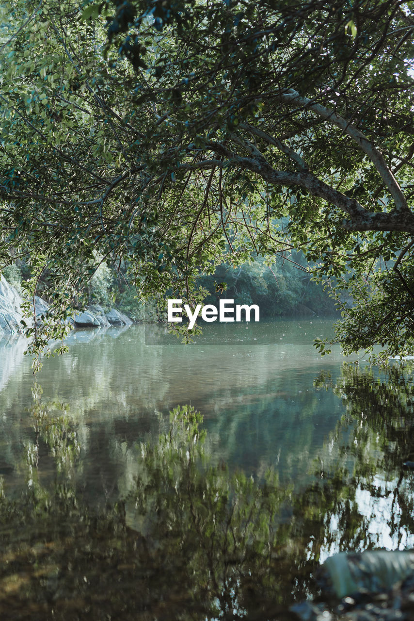 scenic view of river in forest