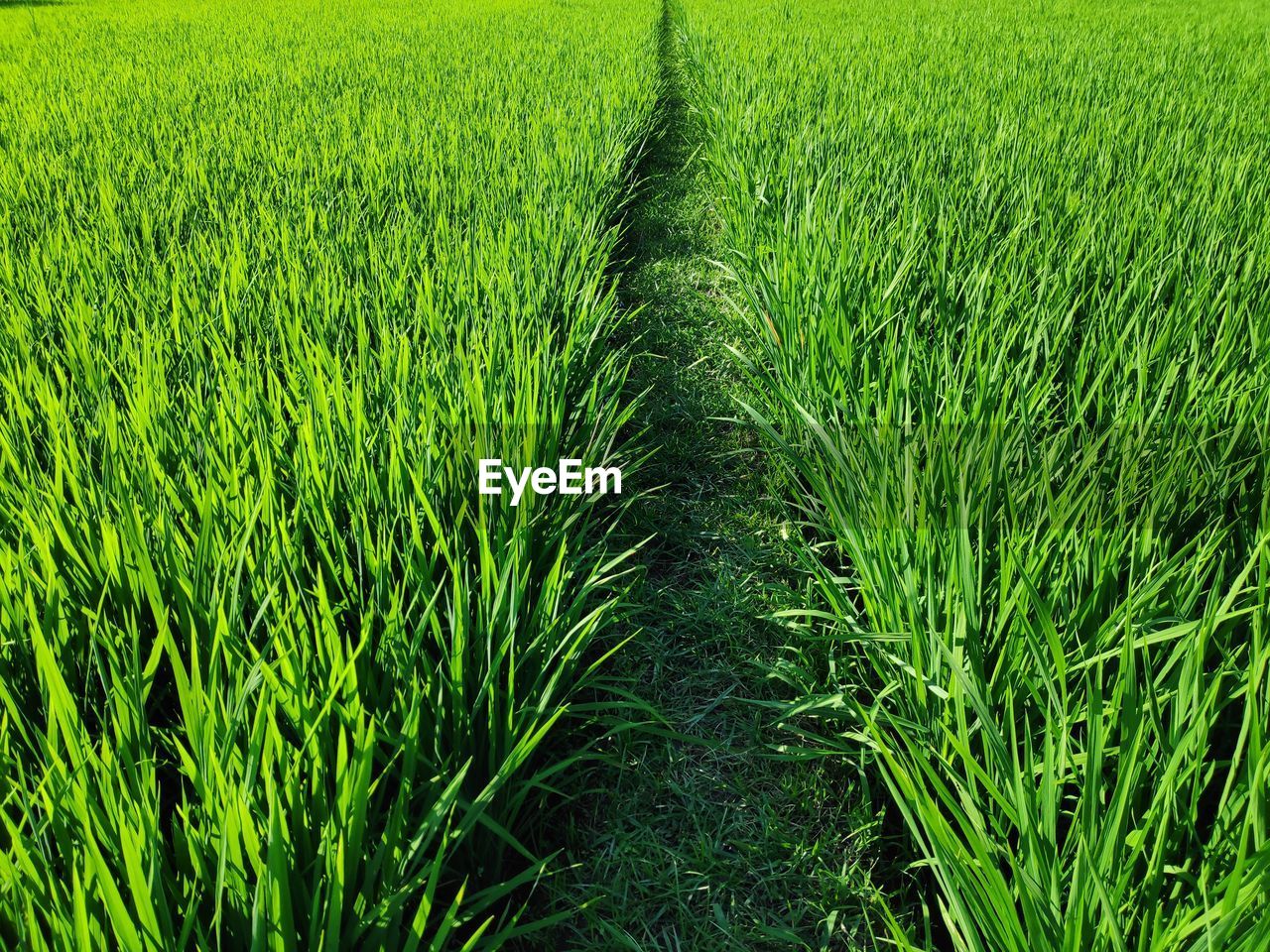 High angle view of crops growing on field