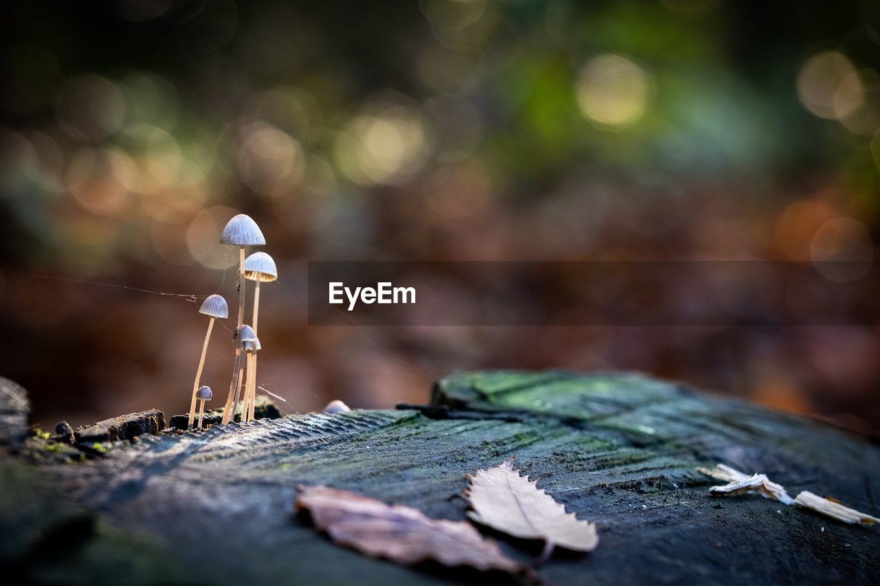 CLOSE-UP OF MUSHROOMS ON TREE STUMP