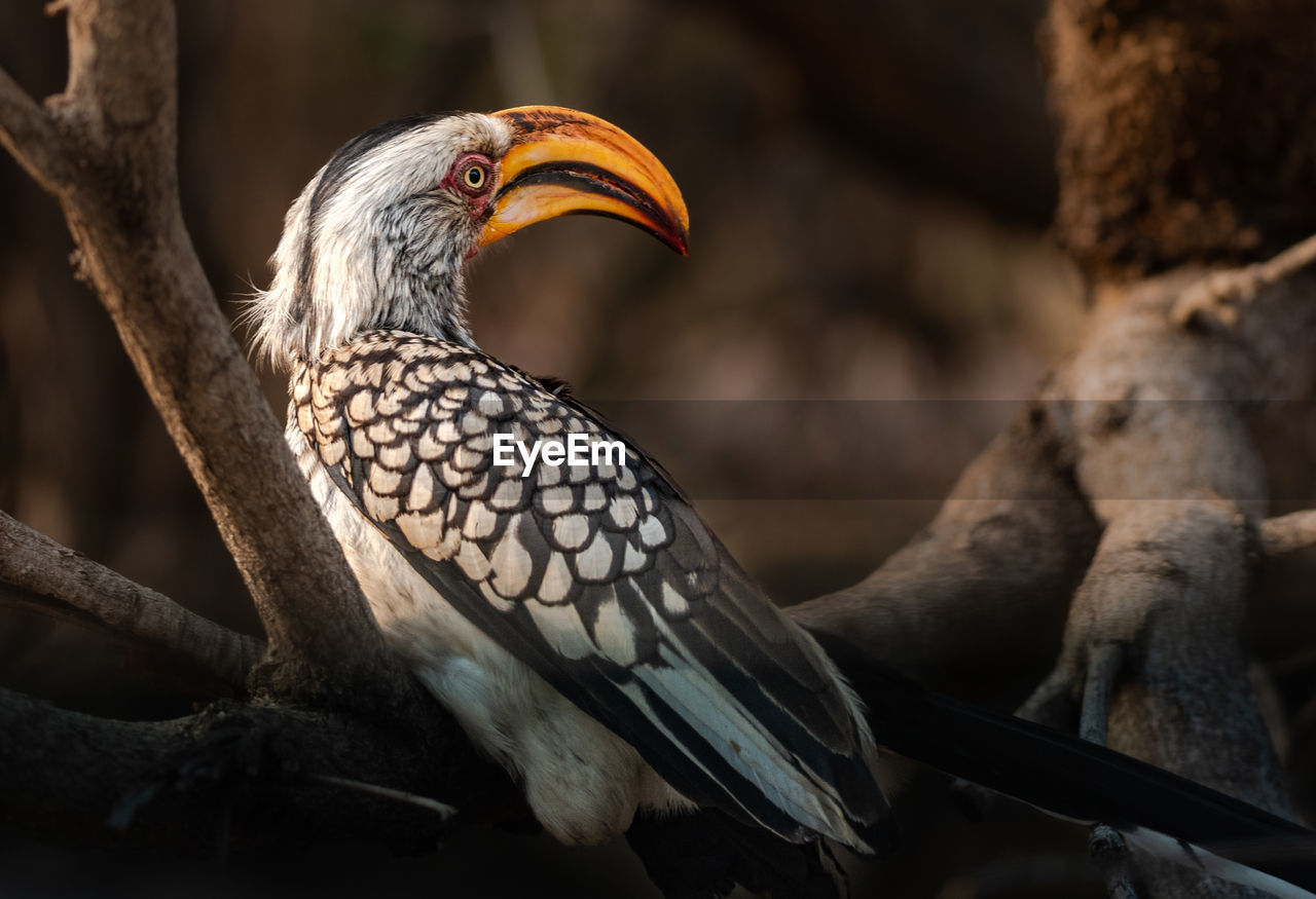 Hornbill posing