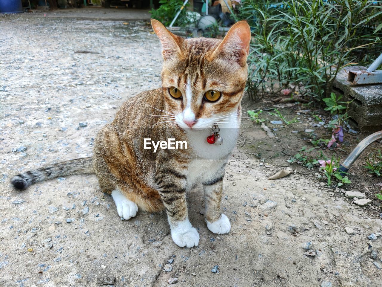 HIGH ANGLE PORTRAIT OF TABBY CAT SITTING ON COBBLESTONE