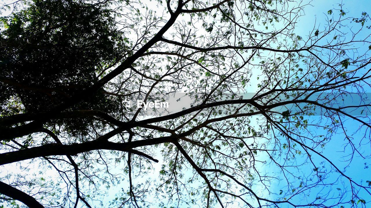 LOW ANGLE VIEW OF TREE AGAINST SKY