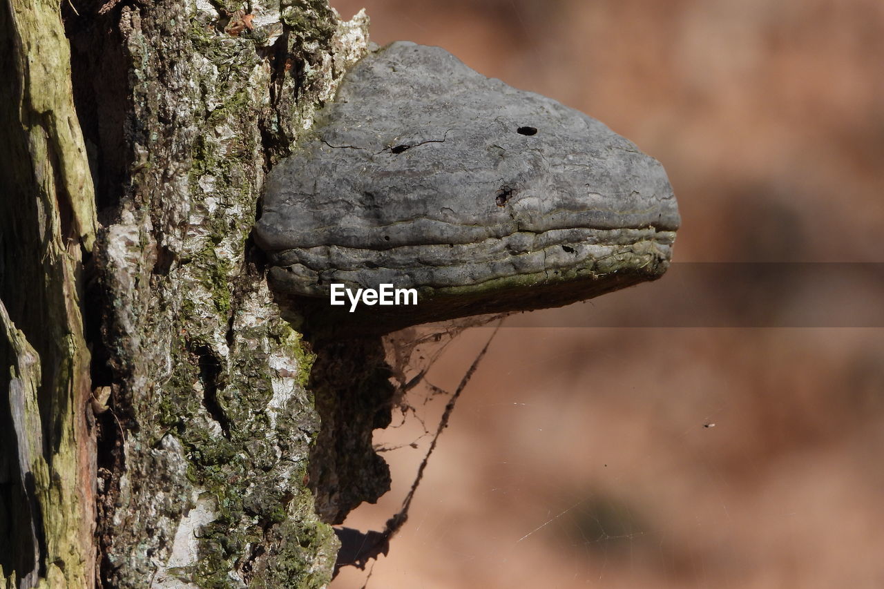 CLOSE-UP OF ANIMAL ON TREE TRUNK