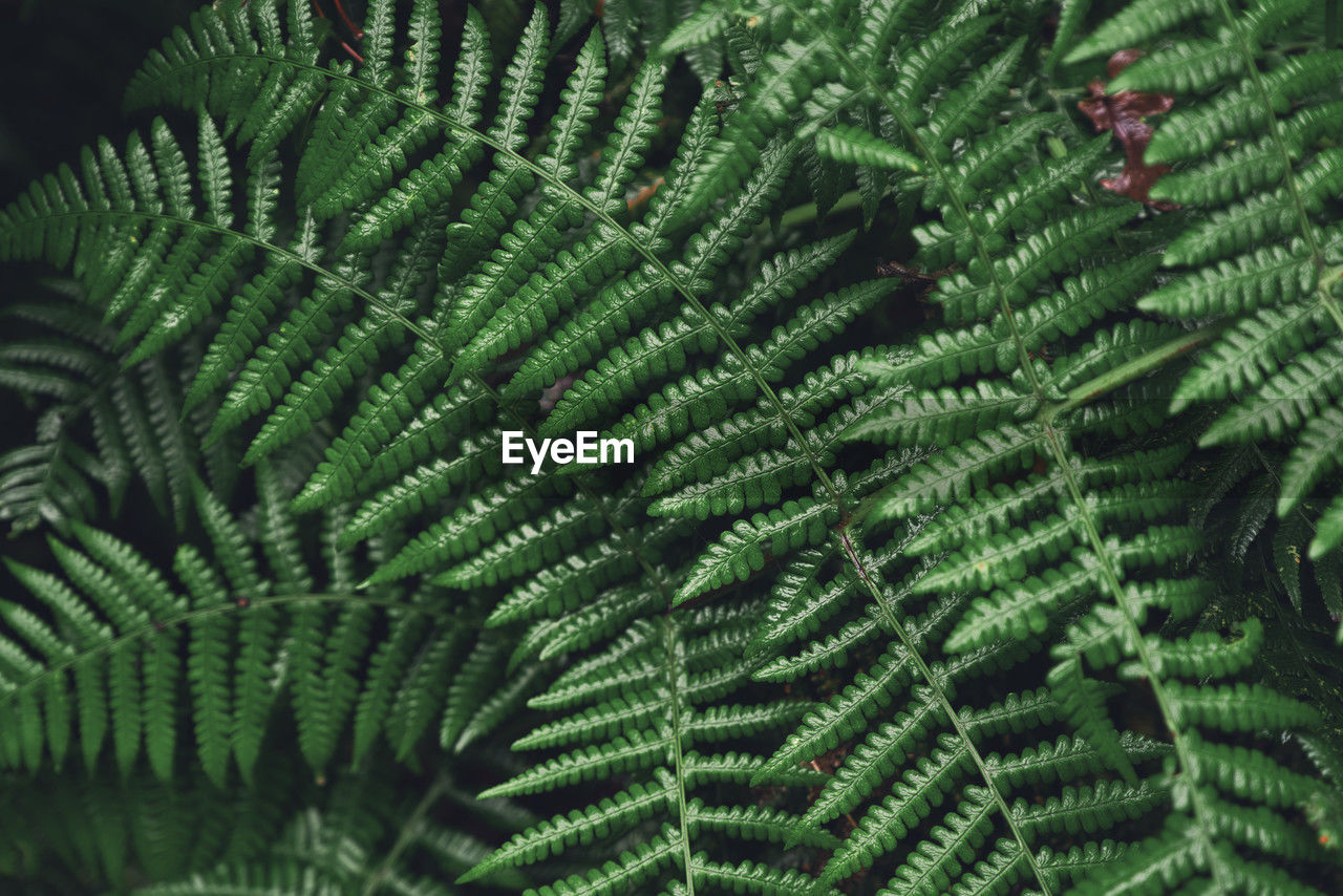 green, plant, growth, leaf, ferns and horsetails, plant part, beauty in nature, tree, fern, nature, no people, close-up, full frame, backgrounds, day, vegetation, plant stem, flower, outdoors, tranquility, botany, foliage, freshness, lush foliage, branch, fir, pattern, forest