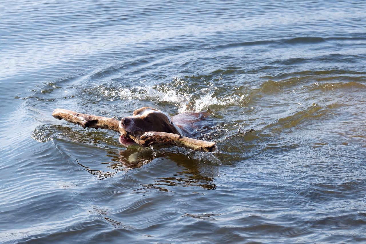 Dog carrying stick in mouth while standing in lake