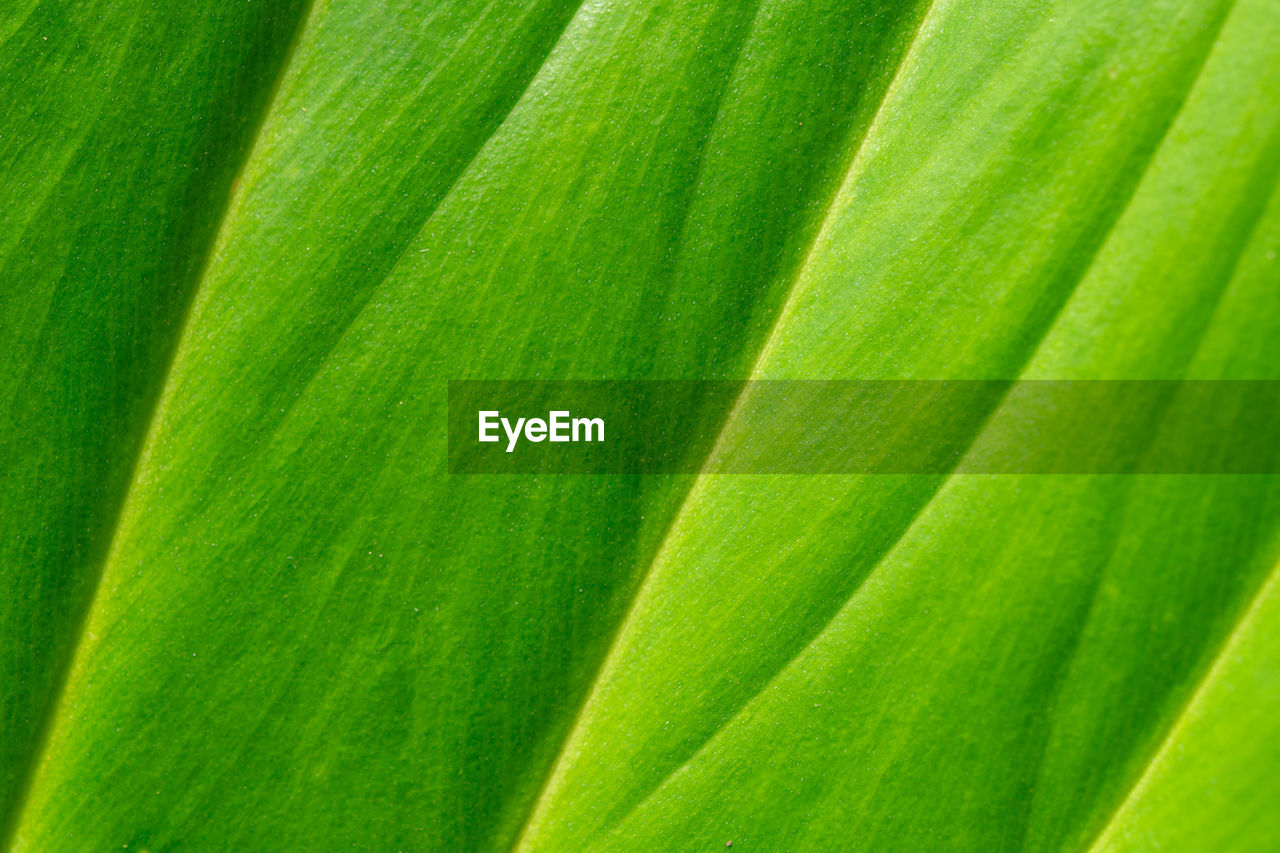 CLOSE-UP OF GREEN LEAF