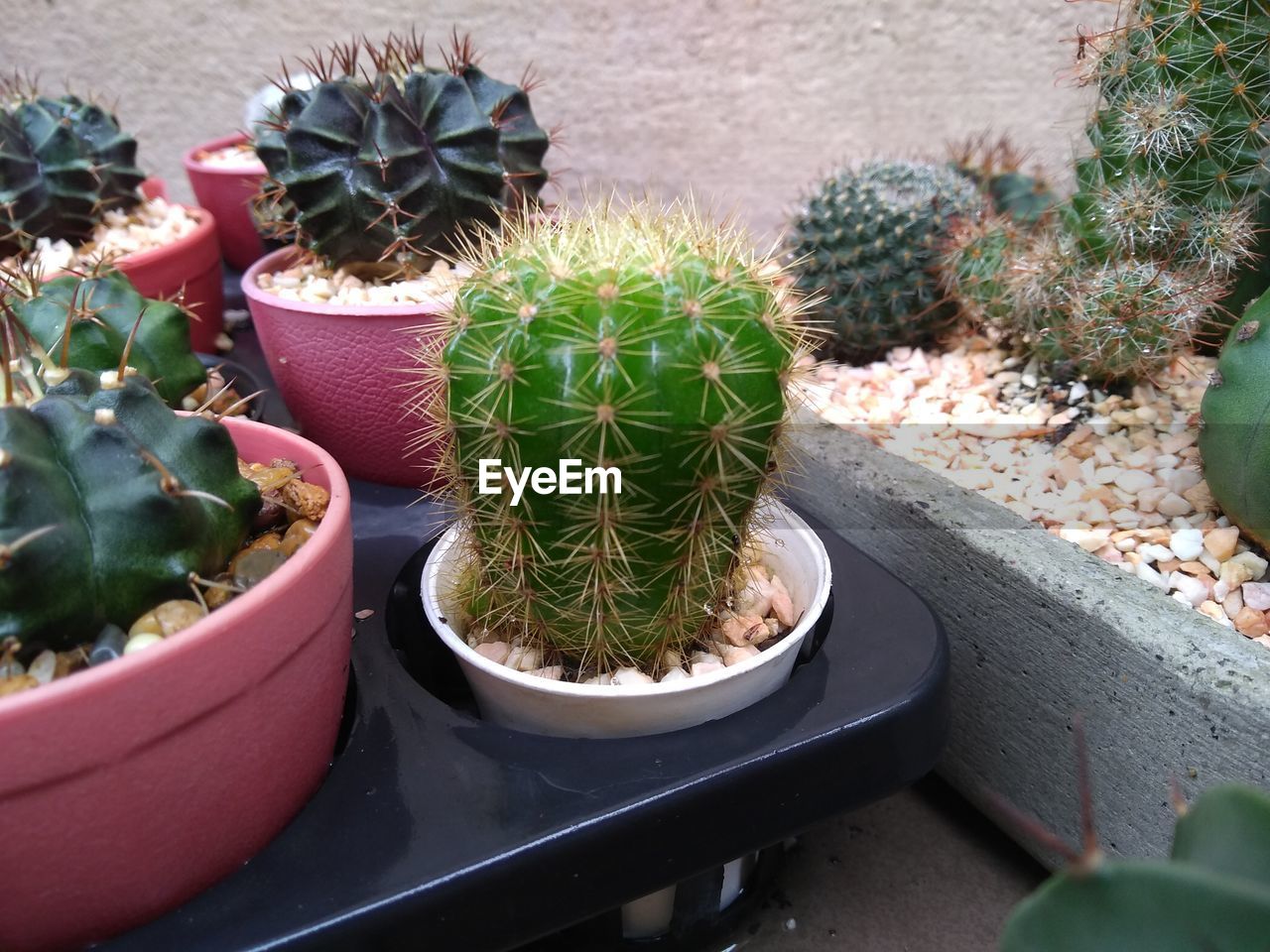 High angle view of potted plants