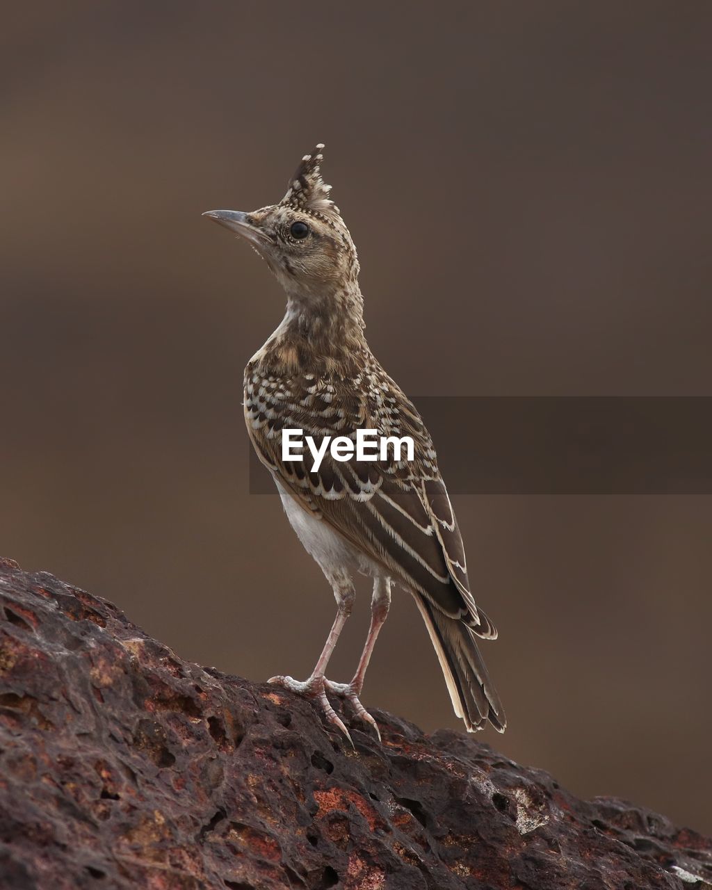 close-up of bird perching on rock by lake