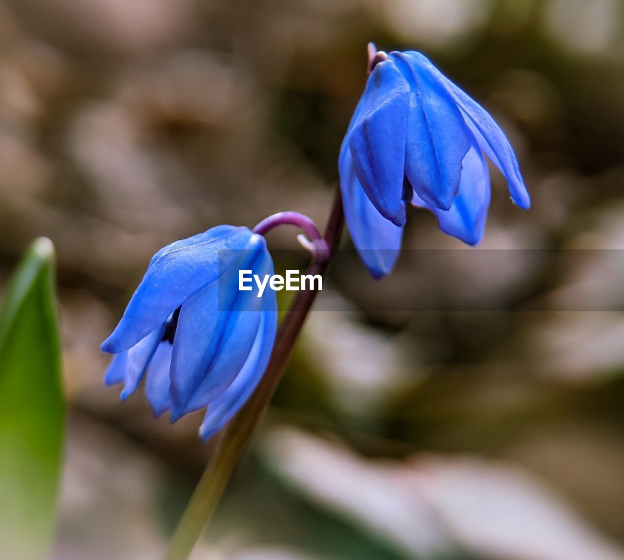 Close-up of purple iris flower