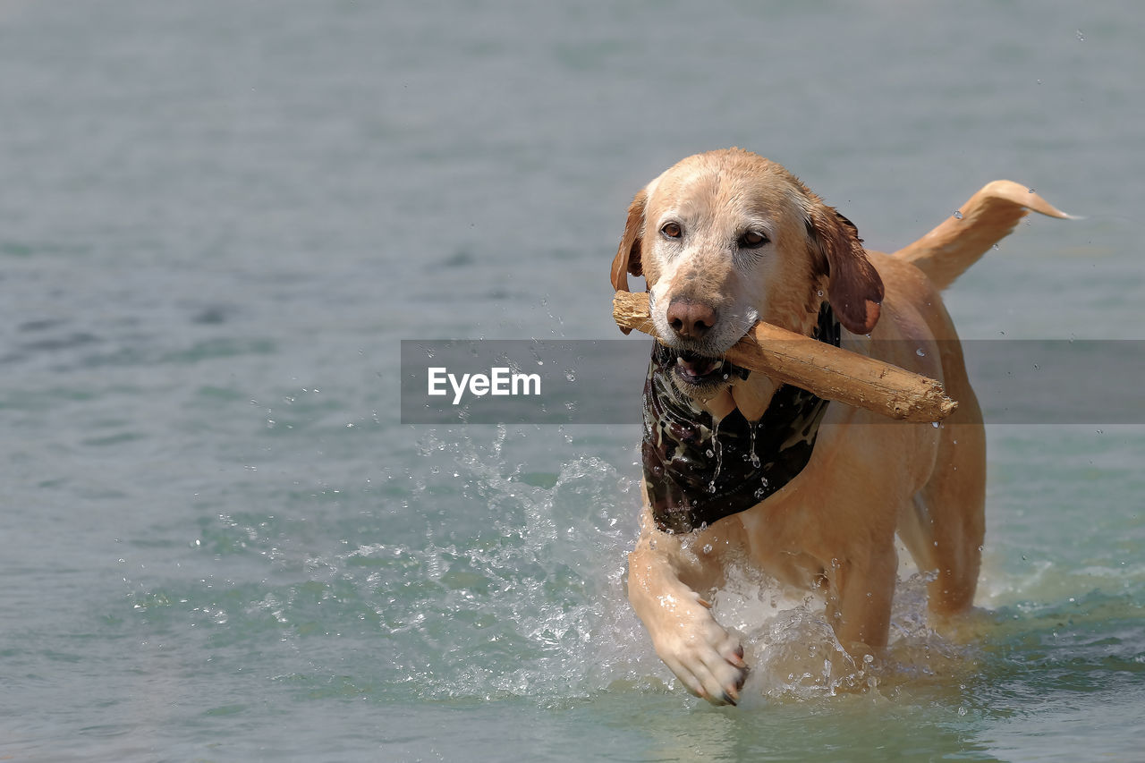 Portrait of dog in water