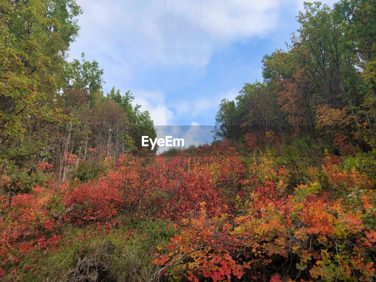 SCENIC VIEW OF AUTUMNAL TREES