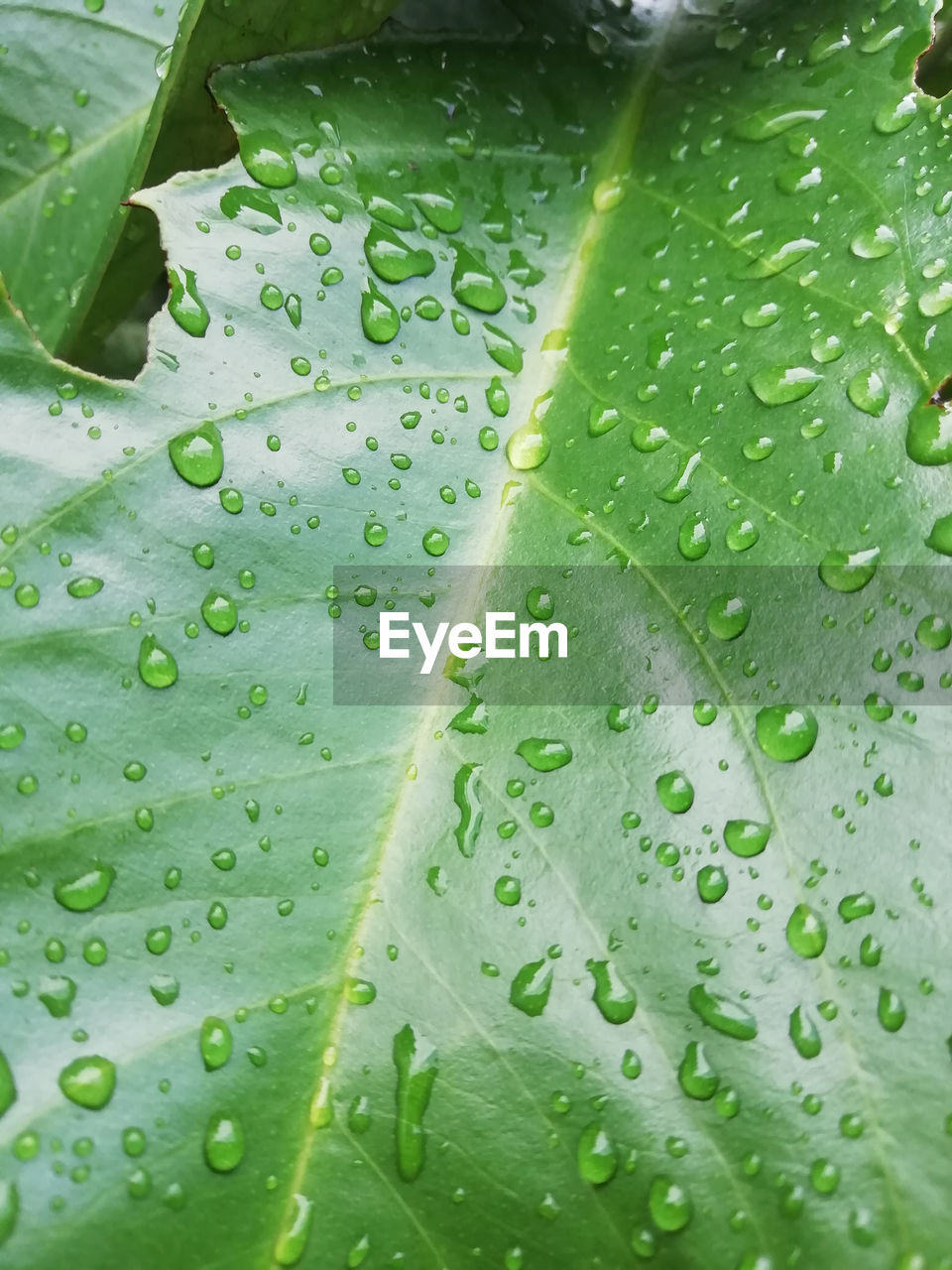 Close-up of raindrops on leaves