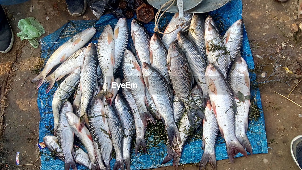 High angle view of fish for sale in market