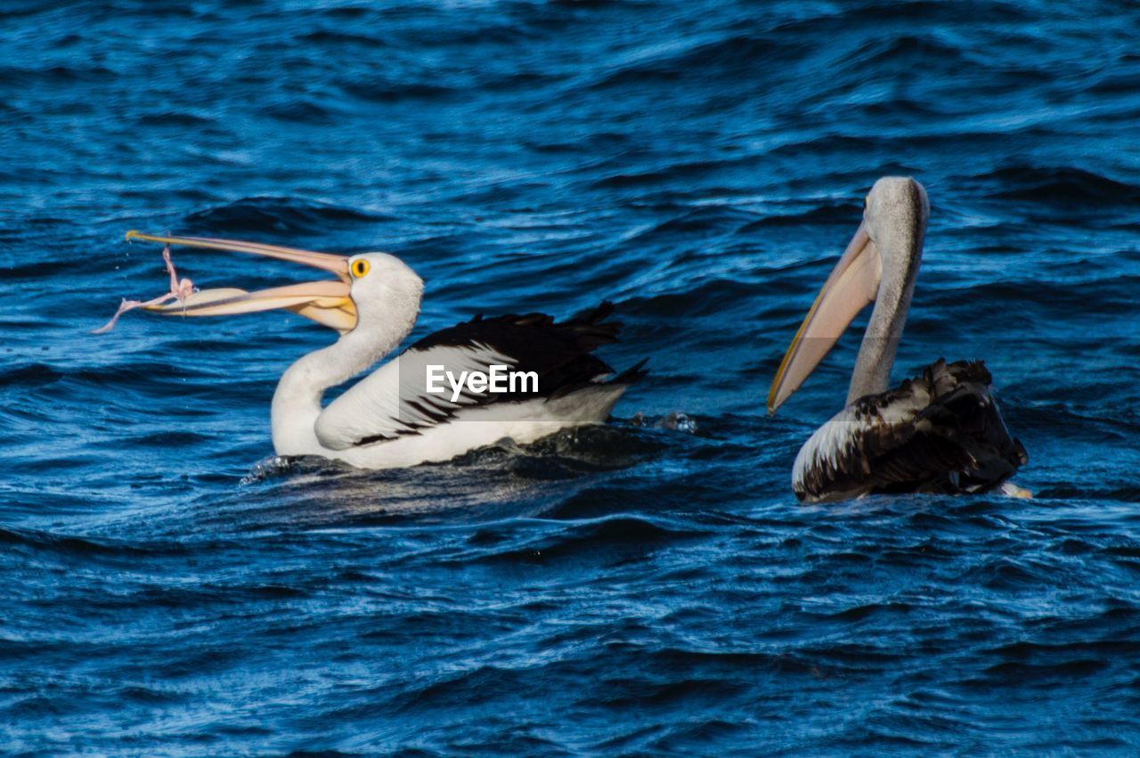 DUCKS SWIMMING IN SEA