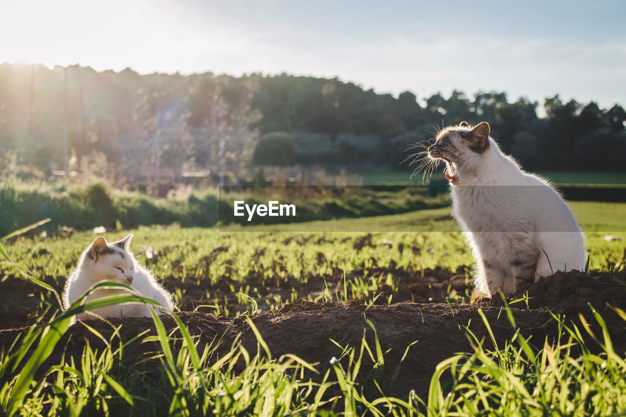 View of a cat on field