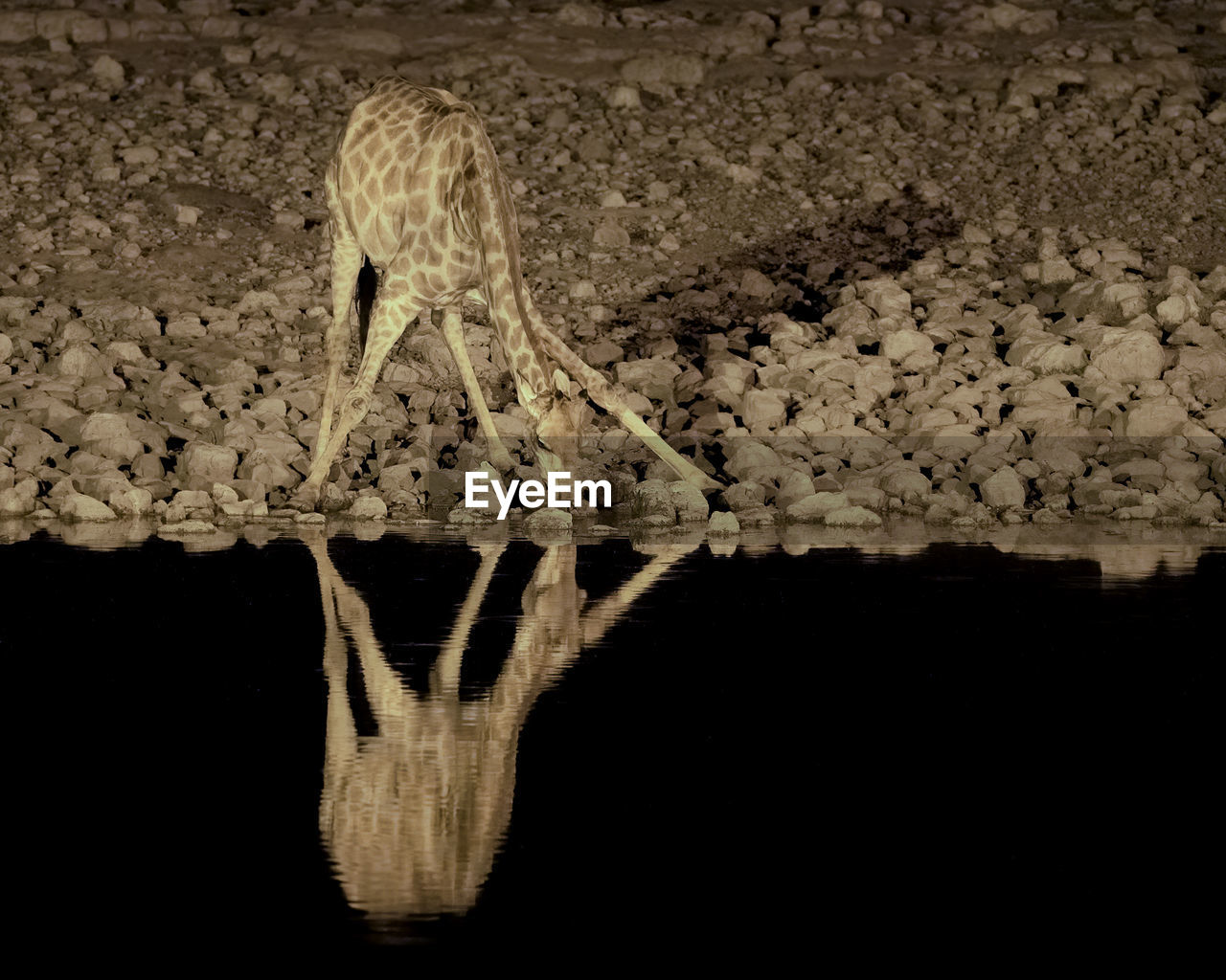 Lone giraffe drinking water at night with his reflection showing in the water