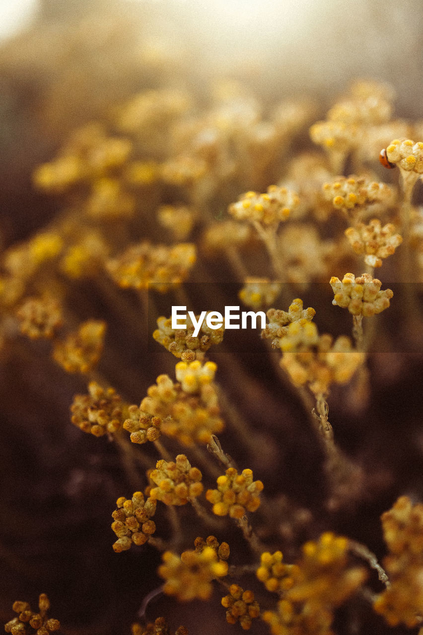 Close-up of yellow flowering plant